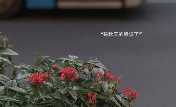 发说说的温柔文案长