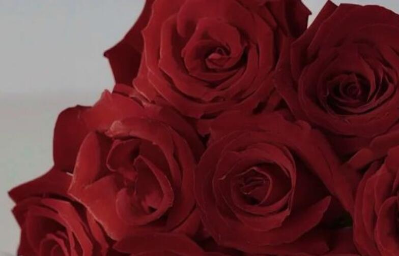 文案配图玫瑰花