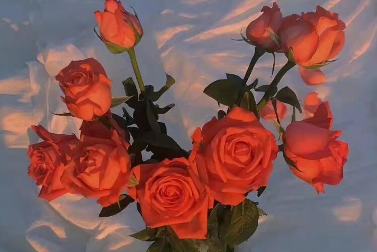 含蓄表达喜欢的文案