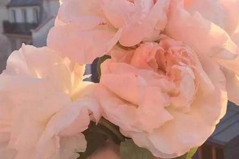 干净治愈系励志文案