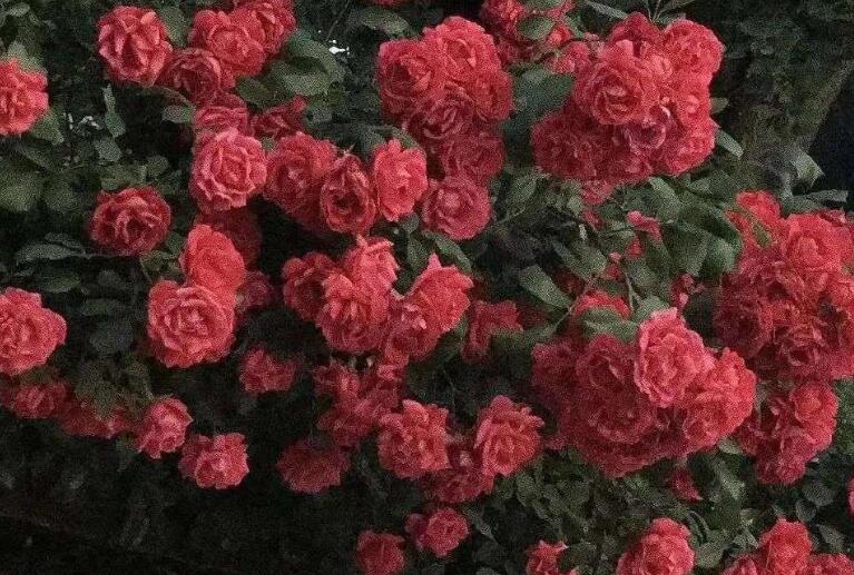 粉丝见面会文案