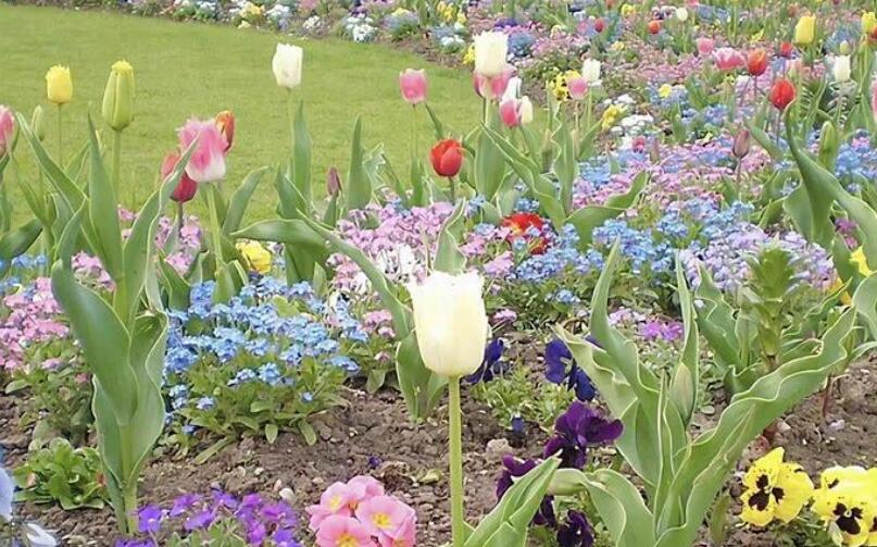 有关花的文案句子无关爱情