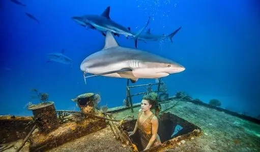 关于鲨鱼的唯美文案