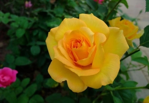 关于梦想的文案段子