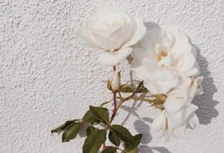 评论拿别人的文案