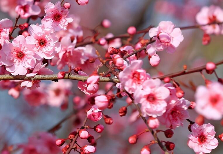 抖音桃花的文案