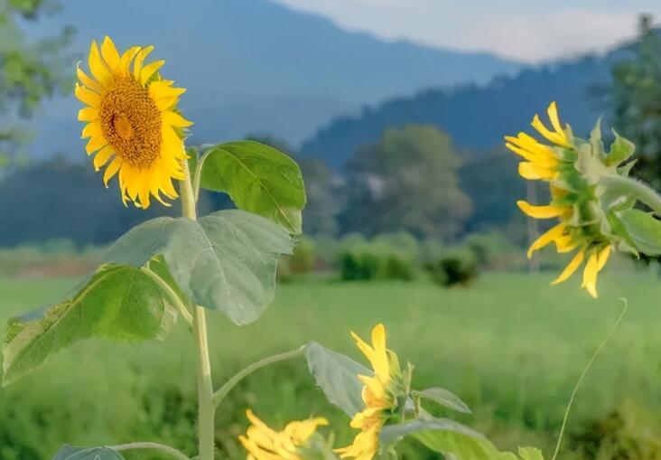 小组分别的文案