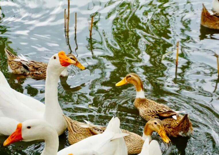 春季游玩发朋友圈的文案