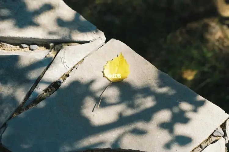 秋天为主题的文案