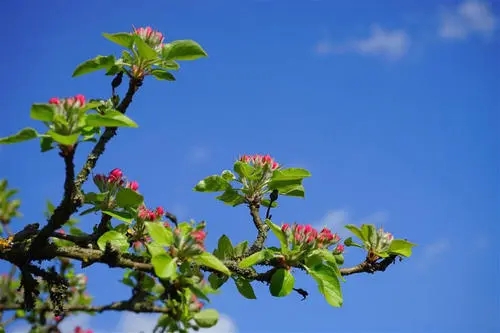 小红书适合春天的文案