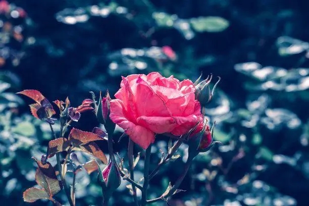 重归于好的文案