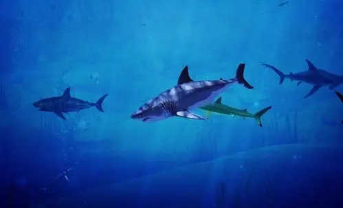 关于鲨鱼的唯美文案