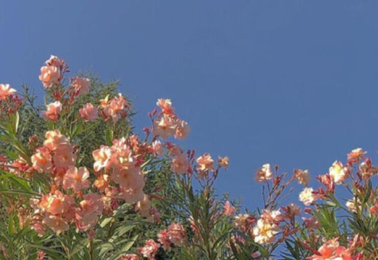 朋友圈火的文案