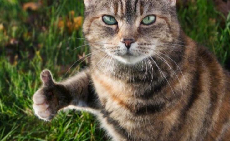 求关注点赞的文案