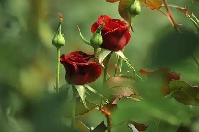 创意朋友圈走心文案范文