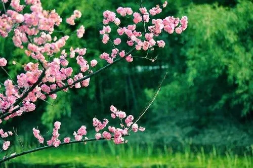 四月你好英文文案