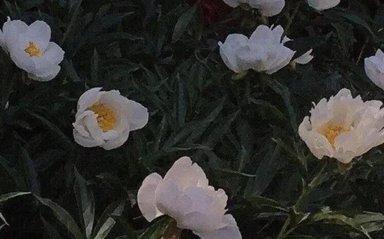 适合告别的文案