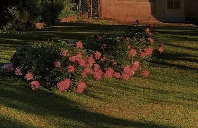 有关花的文案句子无关爱情