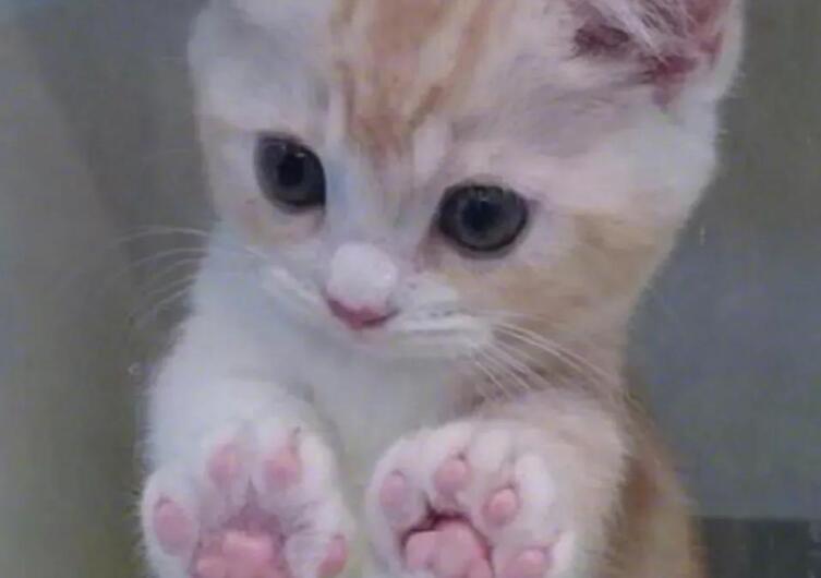 关于小动物的文案