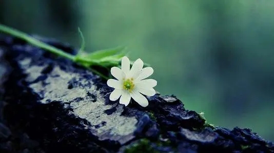 文艺小清新儿童文案