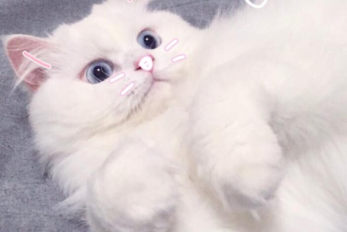 刺激减肥的文案