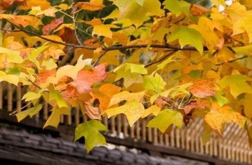 关于春天落叶的文案