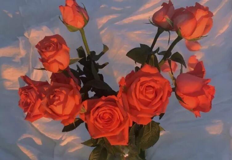 文案配图玫瑰花