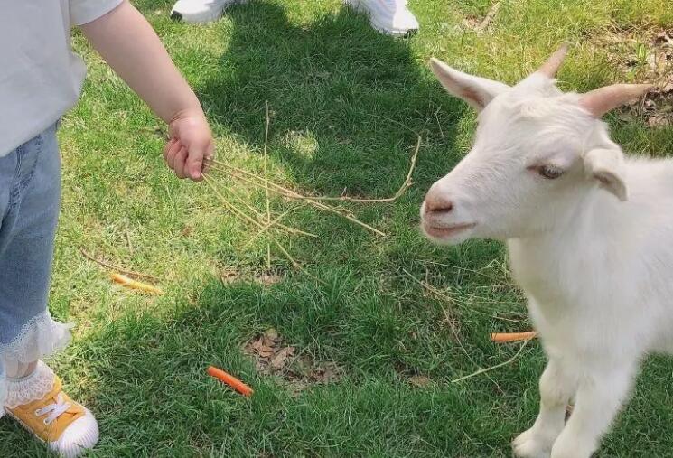 保护动物的文案