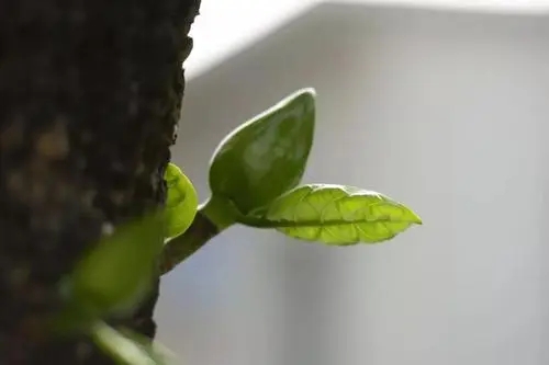 小红书适合春天的文案