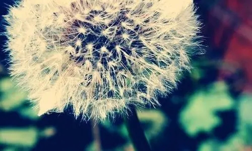 心向阳光正能量的文案