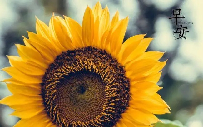 清晨的阳光朋友圈文案