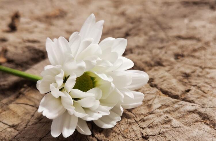 好友揉了揉我的文案