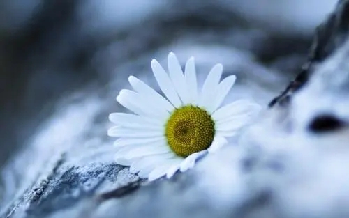 qq请勿打扰的自动回复的文案