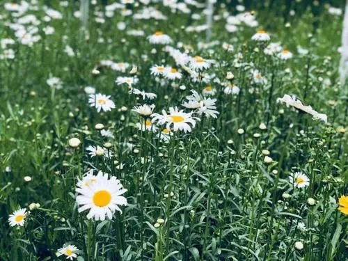 春末夏初朋友圈文案