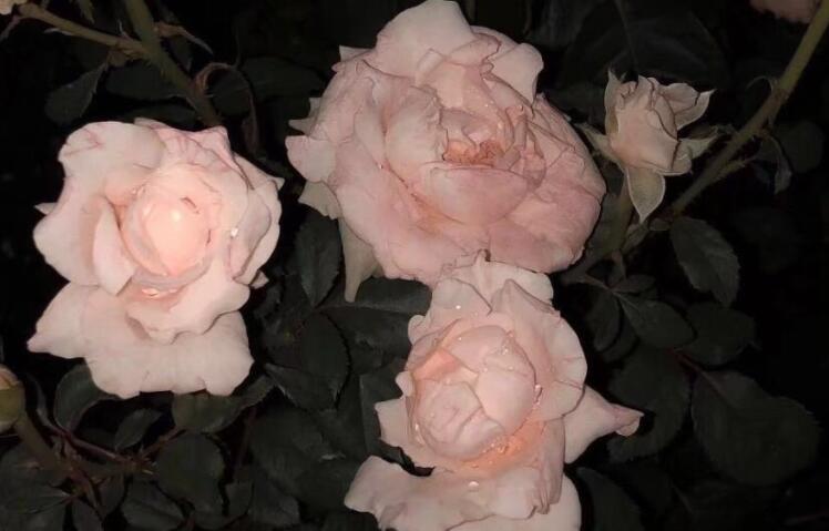 歌颂春天的文案