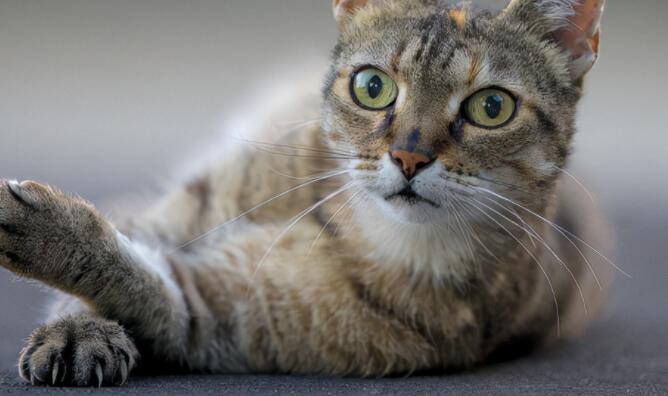 拍一拍文案可爱