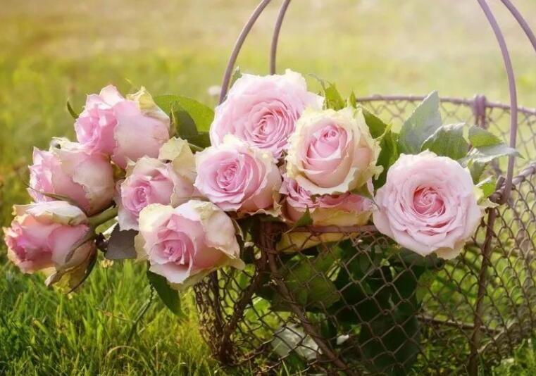 文案配图玫瑰花