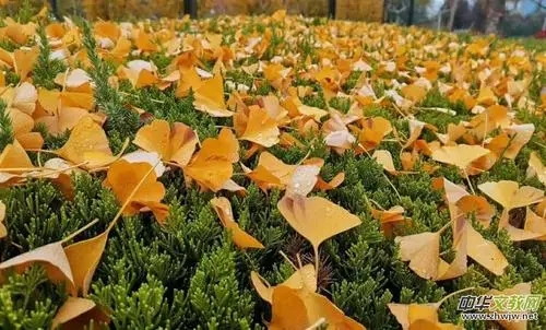 关于春天落叶的文案