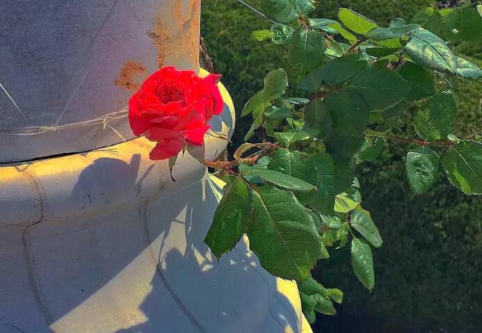 情人节朋友圈文案一家三口