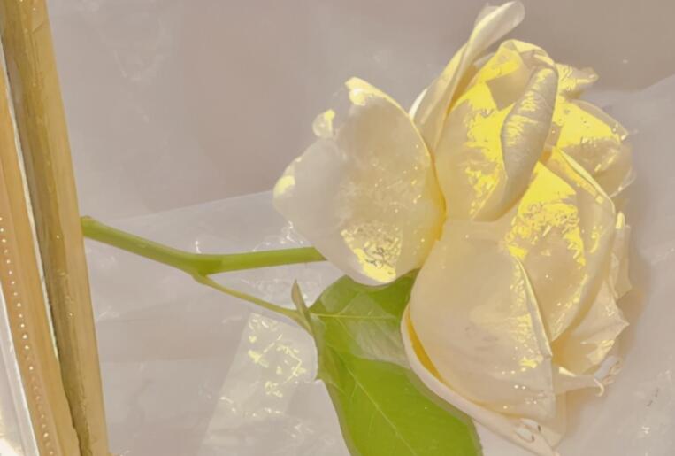 无关爱情的文案