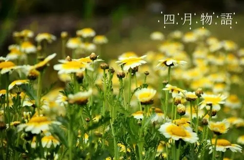 四月你好英文文案