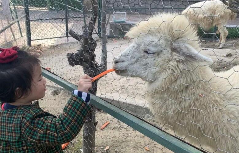 保护动物的文案