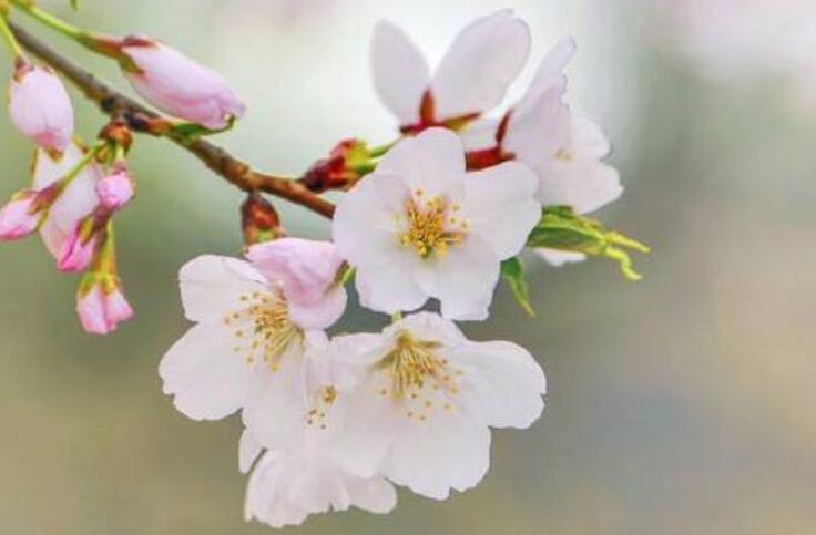 带孩子春游的文案