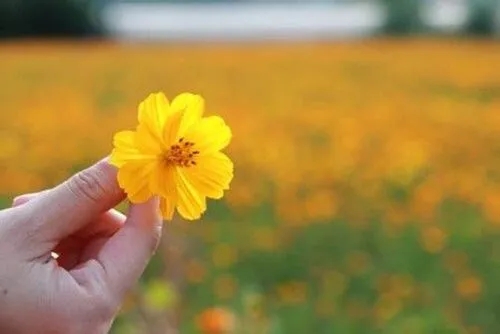 适合发快手的文案伤感短句