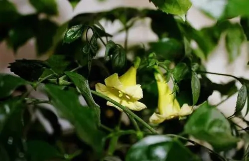 幸福树开花文案