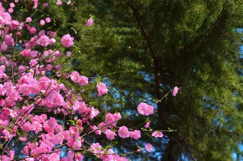 春悄悄的来了文案