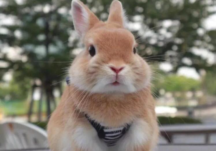 关于小动物的文案