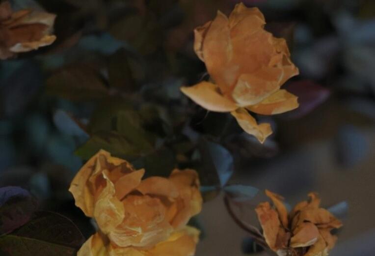 表明自己有对象的文案