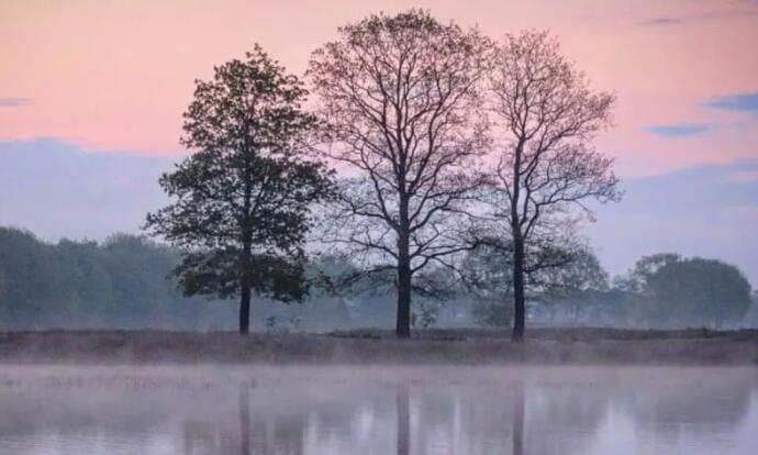 关于树影的文案