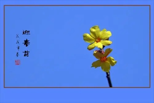 迎春花的文案